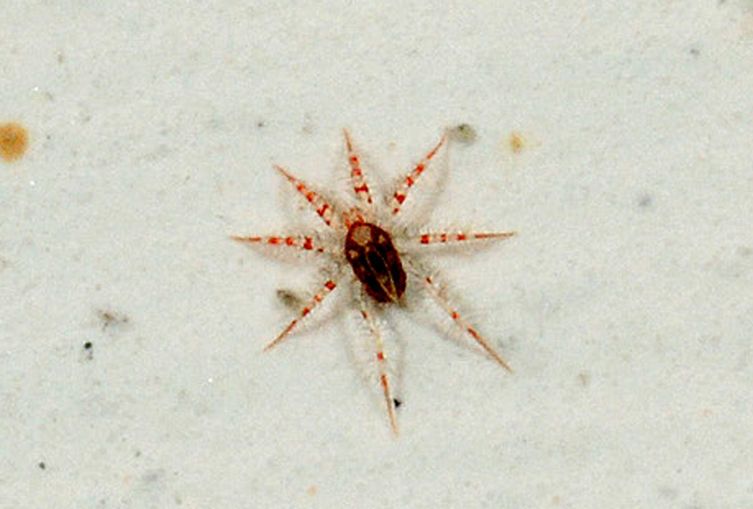 Piccolissimo: Erythracarus sp.